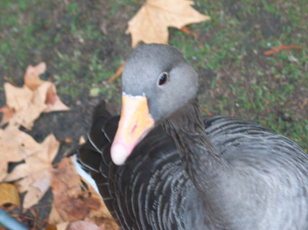 CRW_6710_StJames_Park