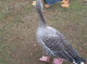 CRW_6709_StJames_Park