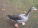 CRW_6711_StJames_Park