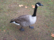 CRW_6712_StJames_Park