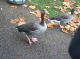 CRW_6713_StJames_Park