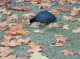 CRW_6722_StJames_Park