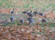 CRW_6723_StJames_Park
