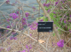 CRW_6726_StJames_Park