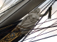 CRW_7440_Cutty_Sark